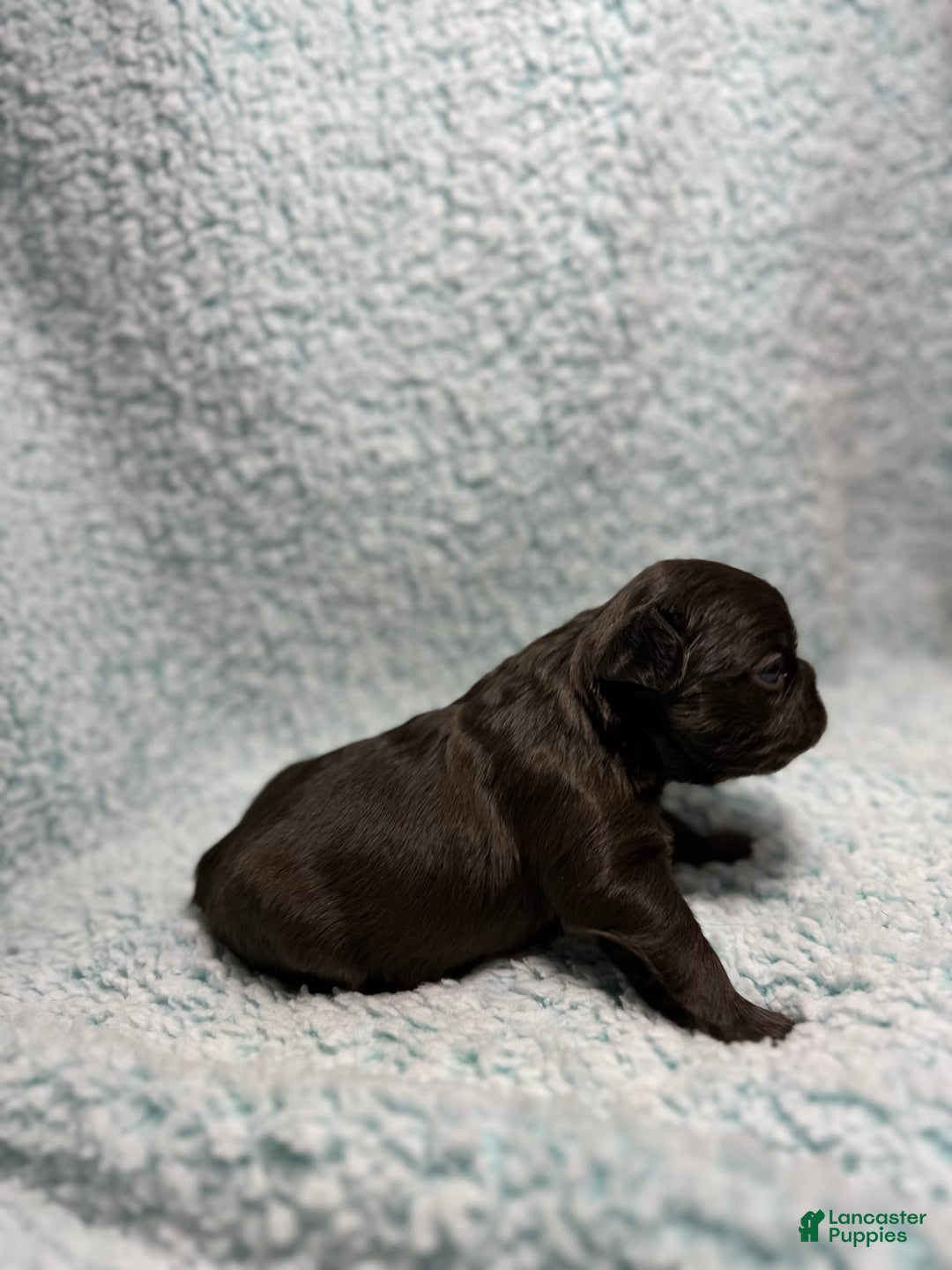 French Bulldog dogs for sale: Chocobelle - Image 13