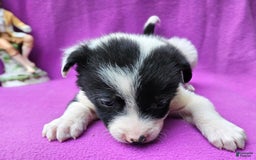 Border Collie dogs for sale: Fasti - Image 10