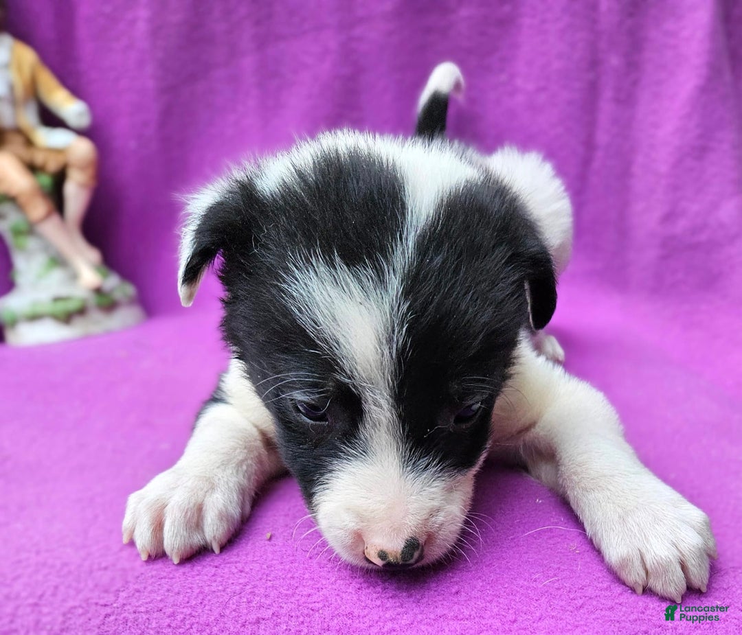 Border Collie dogs for sale: Fasti - Image 10