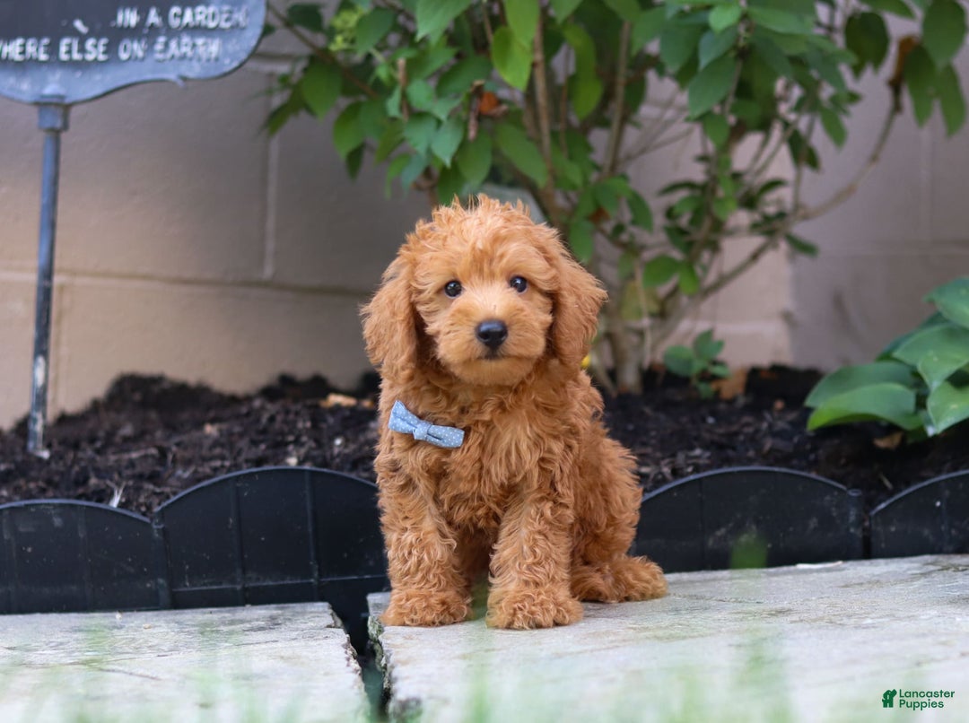 Schnoodle dogs for sale: Timmy - Image 5