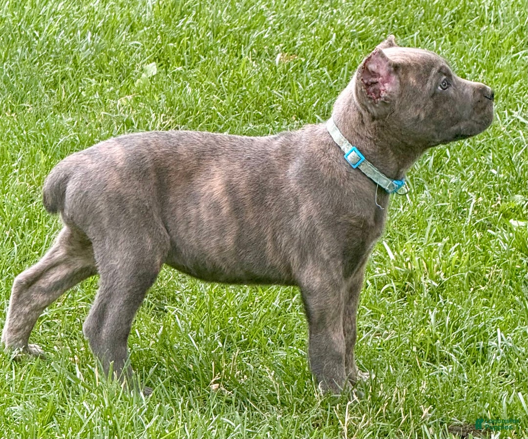 Cane Corso dogs for sale: Blu - Image 15