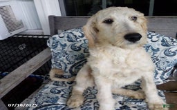 Goldendoodle dogs for sale: Sara - Image 4