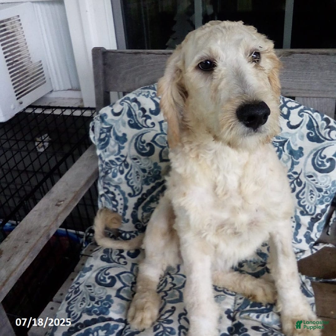 Goldendoodle dogs for sale: Sara - Image 4