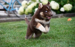 Gerberian Shepsky dogs for sale: Romeo - Image 2