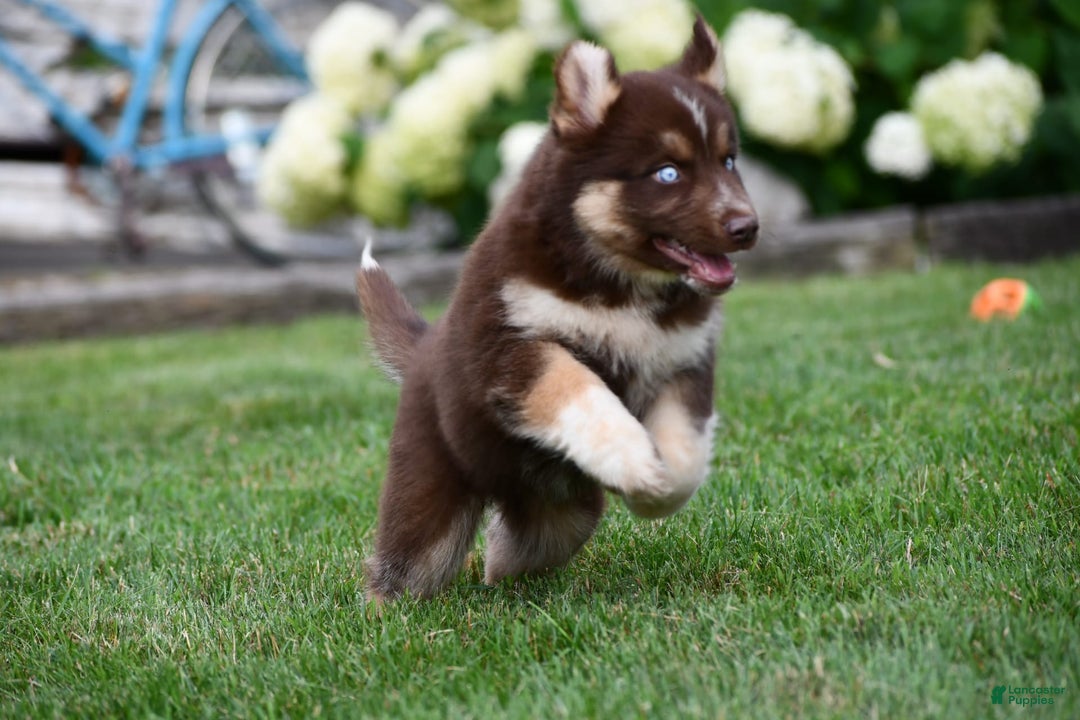 Gerberian Shepsky dogs for sale: Romeo - Image 2