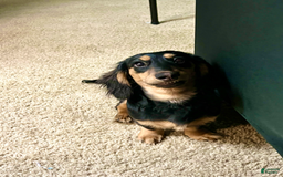 Miniature Dachshund dogs for sale: Salt - Image 5