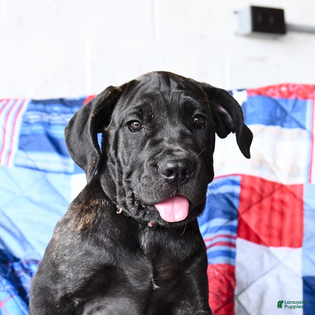 Cane Corso dogs for sale: Sage - Image 10