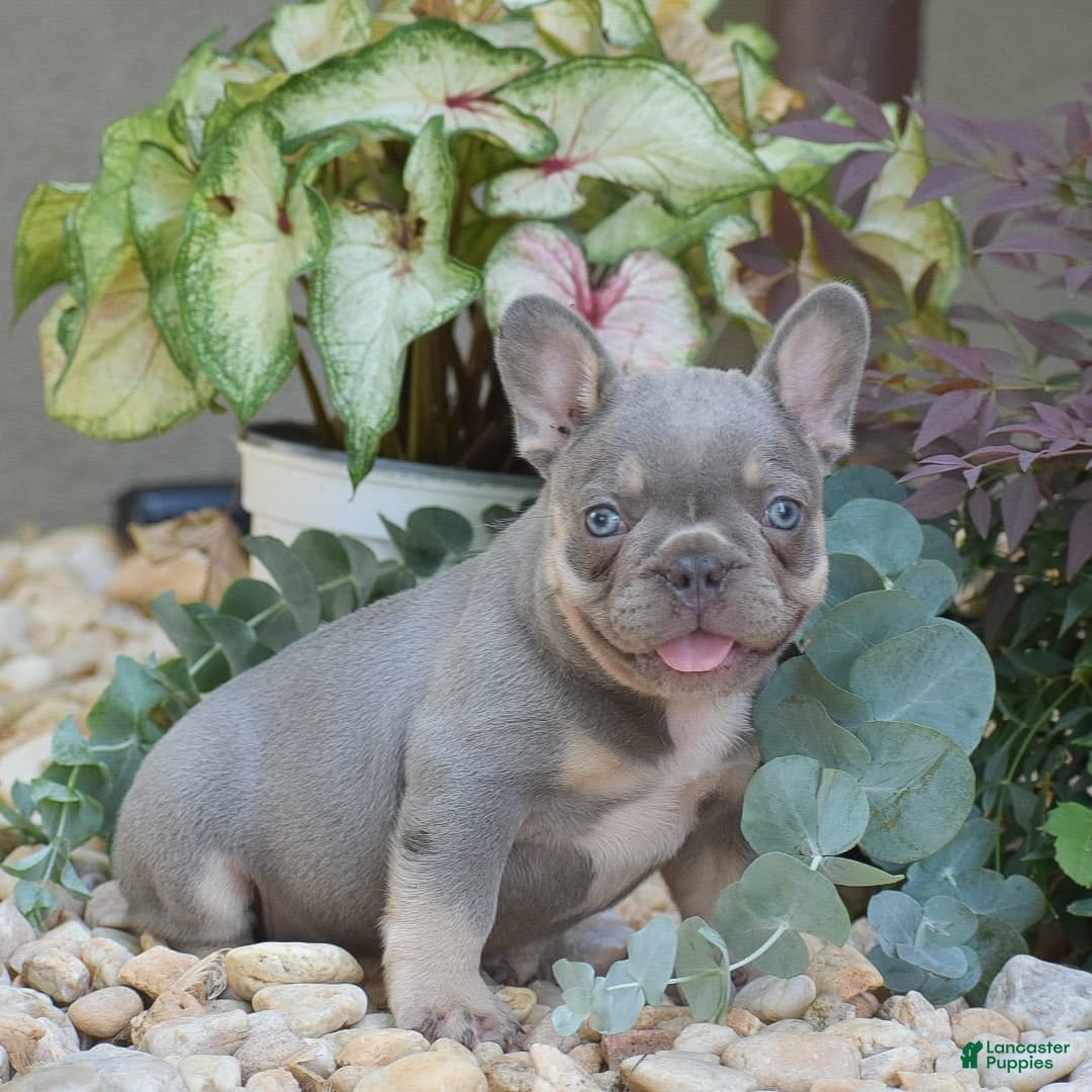 French Bulldog dogs for sale: Lennox - Image 2