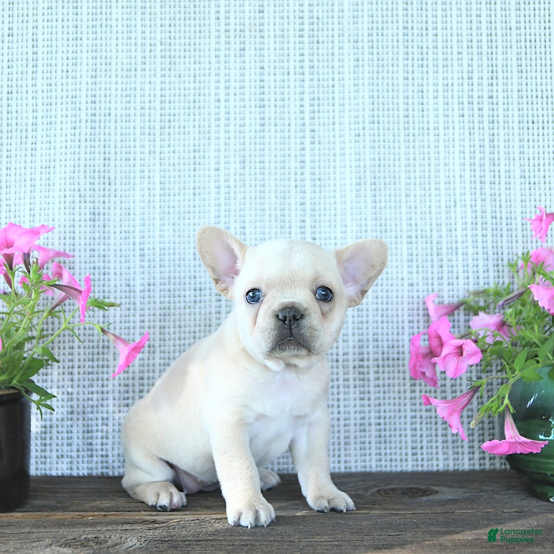French Bulldog dogs for sale: Lily - Image 1