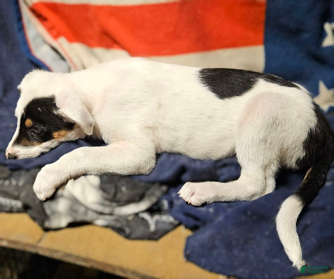 Border Collie dogs for sale: Gumbi - Image 28