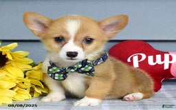 Welsh Corgi Pembroke dogs for sale: Zachary - Image 2