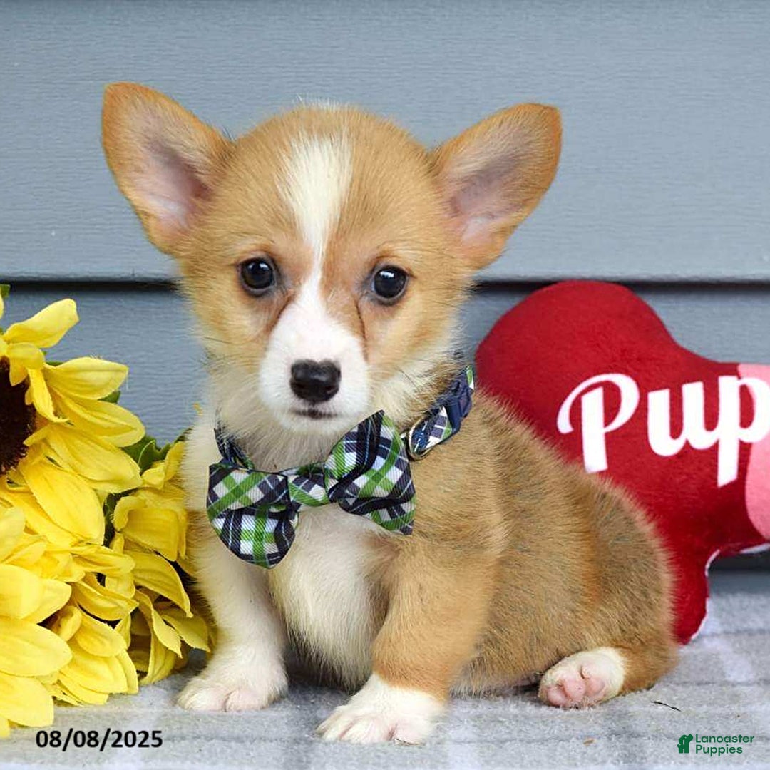 Welsh Corgi Pembroke dogs for sale: Zachary - Image 2