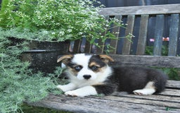Welsh Corgi Pembroke dogs for sale: Harper - Image 2