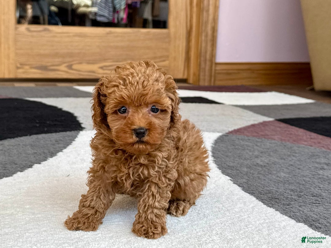 Maltipoo dogs for sale: Shanna - Image 7