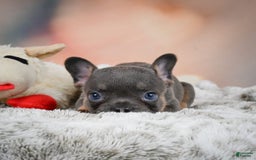 French Bulldog dogs for sale: Miles - Image 6