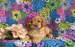 Cockapoo dogs for sale: Dora - Image 7