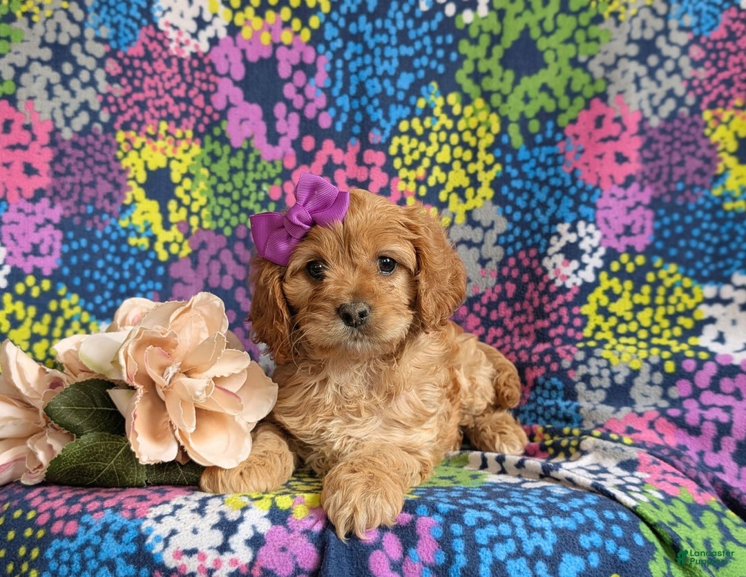 Cockapoo dogs for sale: Dora - Image 7