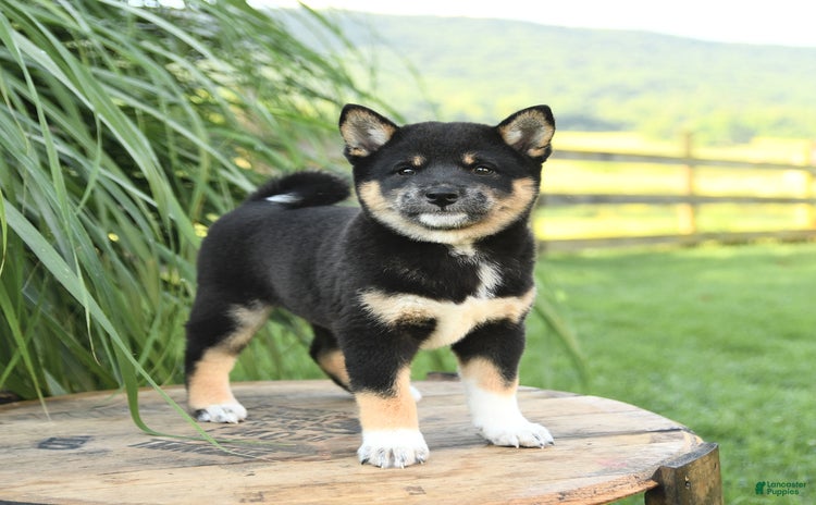 Shiba Inu dogs for sale - Ad 2