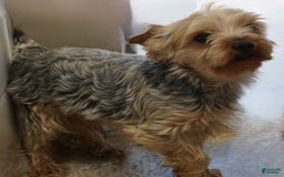Yorkshire Terrier dogs for sale: Alyssa - Image 19