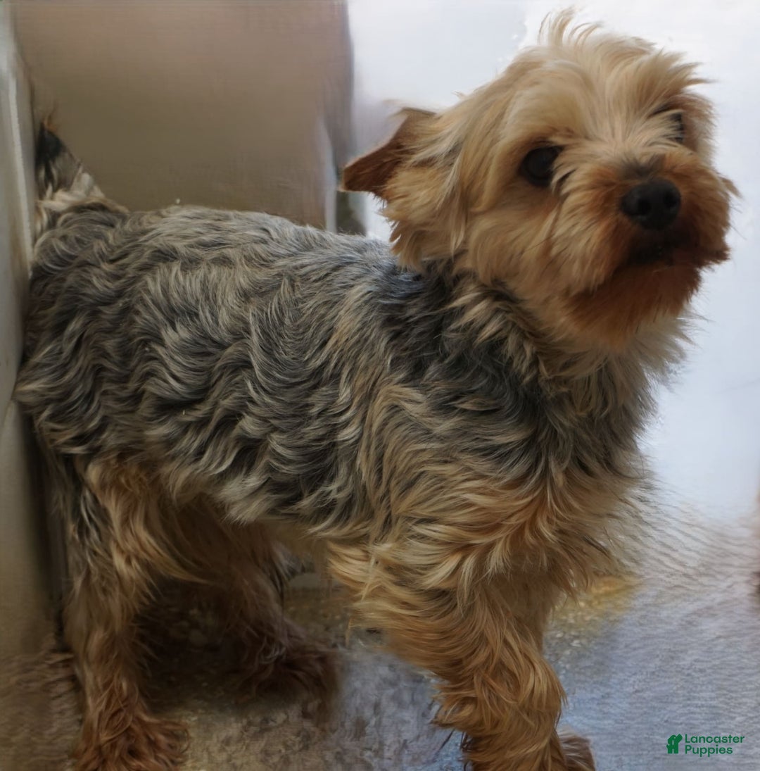 Yorkshire Terrier dogs for sale: Alyssa - Image 19