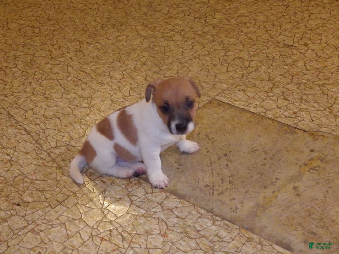 Jack Russell Terrier dogs for sale: Franklin - Image 16