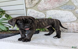 English Mastiff dogs for sale: Bruno - Image 10