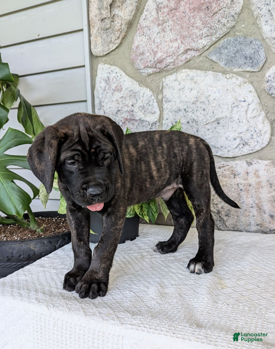 English Mastiff dogs for sale: Bruno - Image 10