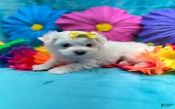 Maltese dogs for sale: AKC yellow bow - Image 3