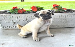 Jug dogs for sale: Cody - Image 9