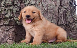 Golden Retriever dogs for sale: Zeke - Image 2