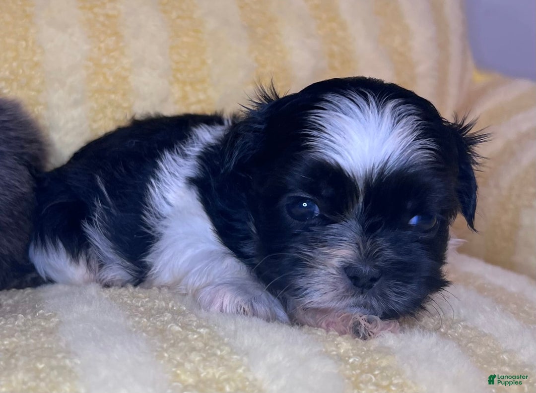 Shih Tzu dogs for sale: Barney - Image 1