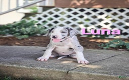 Great Dane dogs for sale: Luna - Image 4