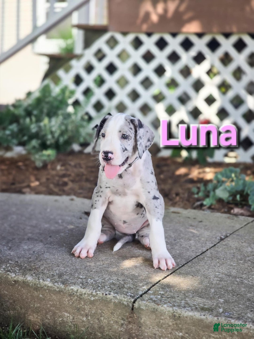 Great Dane dogs for sale: Luna - Image 4