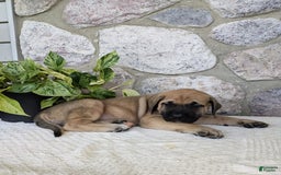 English Mastiff dogs for sale: Bear - Image 6