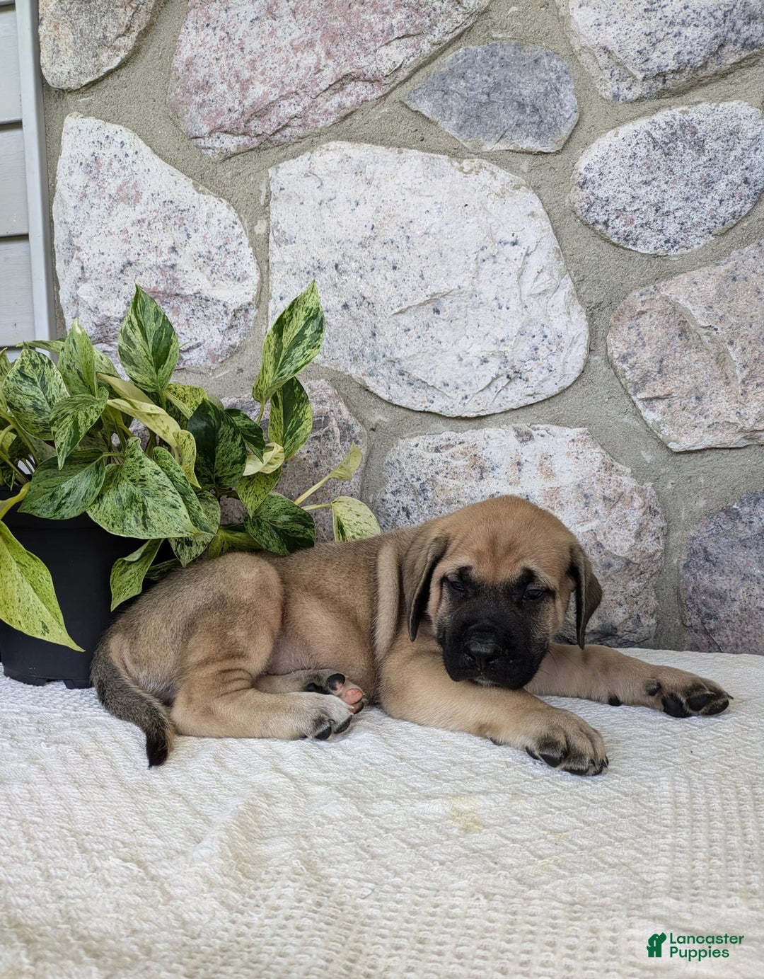 English Mastiff dogs for sale: Bear - Image 6