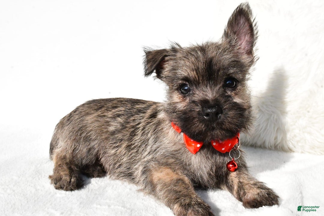 Cairn Terrier dogs for sale: Eclare - Image 4
