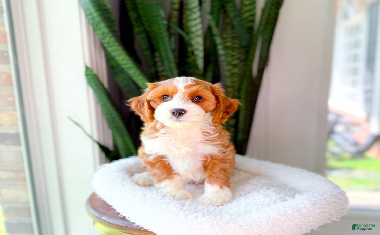Cavapoo dogs for sale - Ad 4