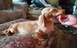 Miniature Dachshund dogs for sale: Creme - Image 7