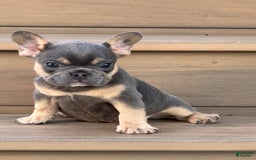 French Bulldog dogs for sale: Harriet - Image 2
