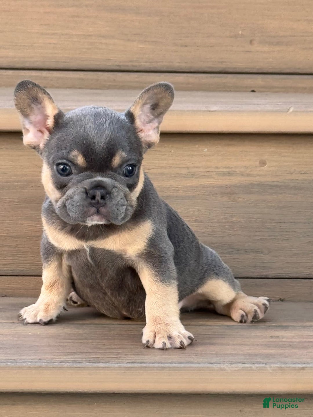 French Bulldog dogs for sale: Harriet - Image 2