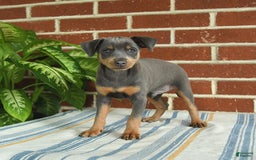 Miniature Pinscher dogs for sale: Jersey - Image 1