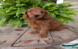 Mini Goldendoodle dogs for sale: Mini-logan - Image 40