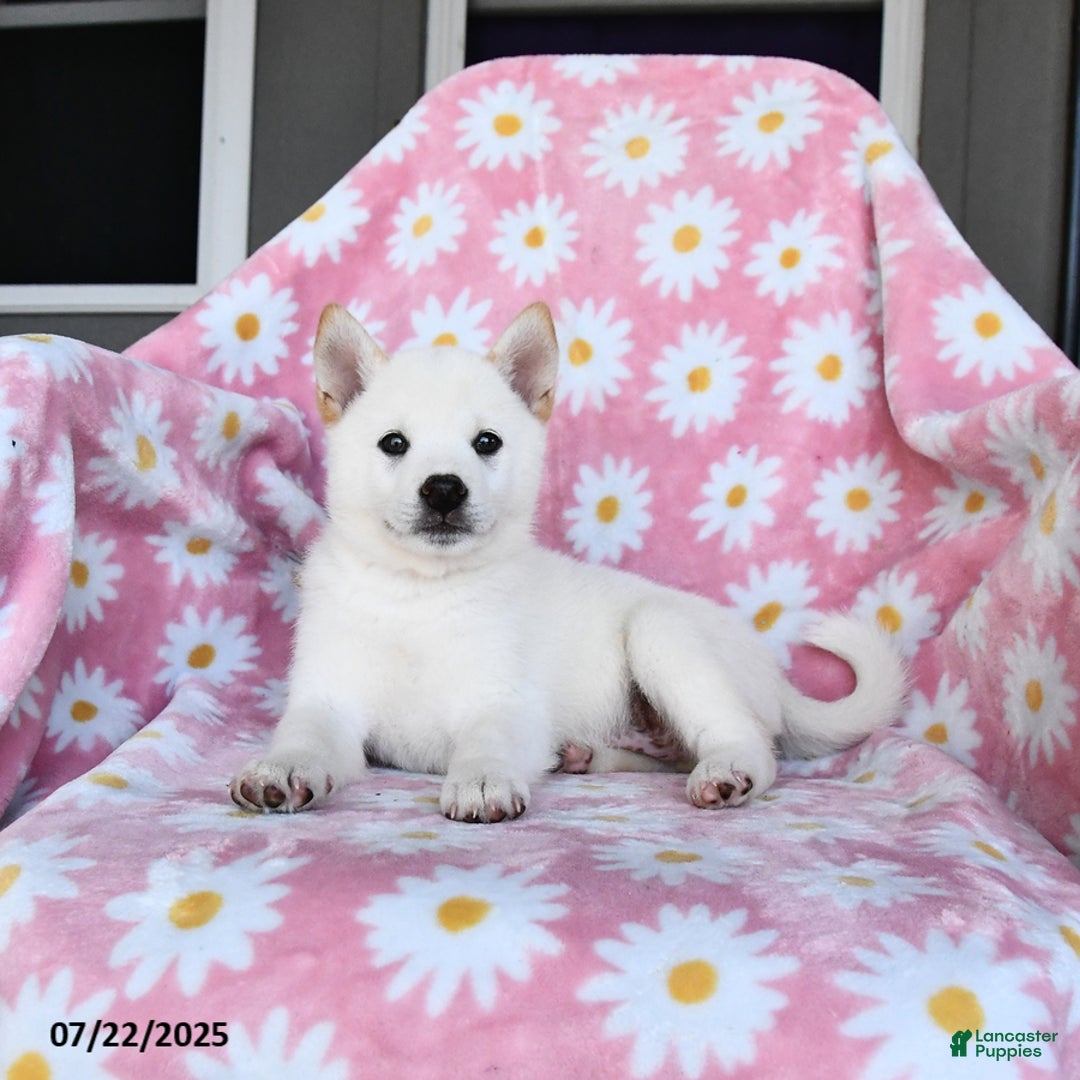Shiba Inu dogs for sale: Mark - Image 1