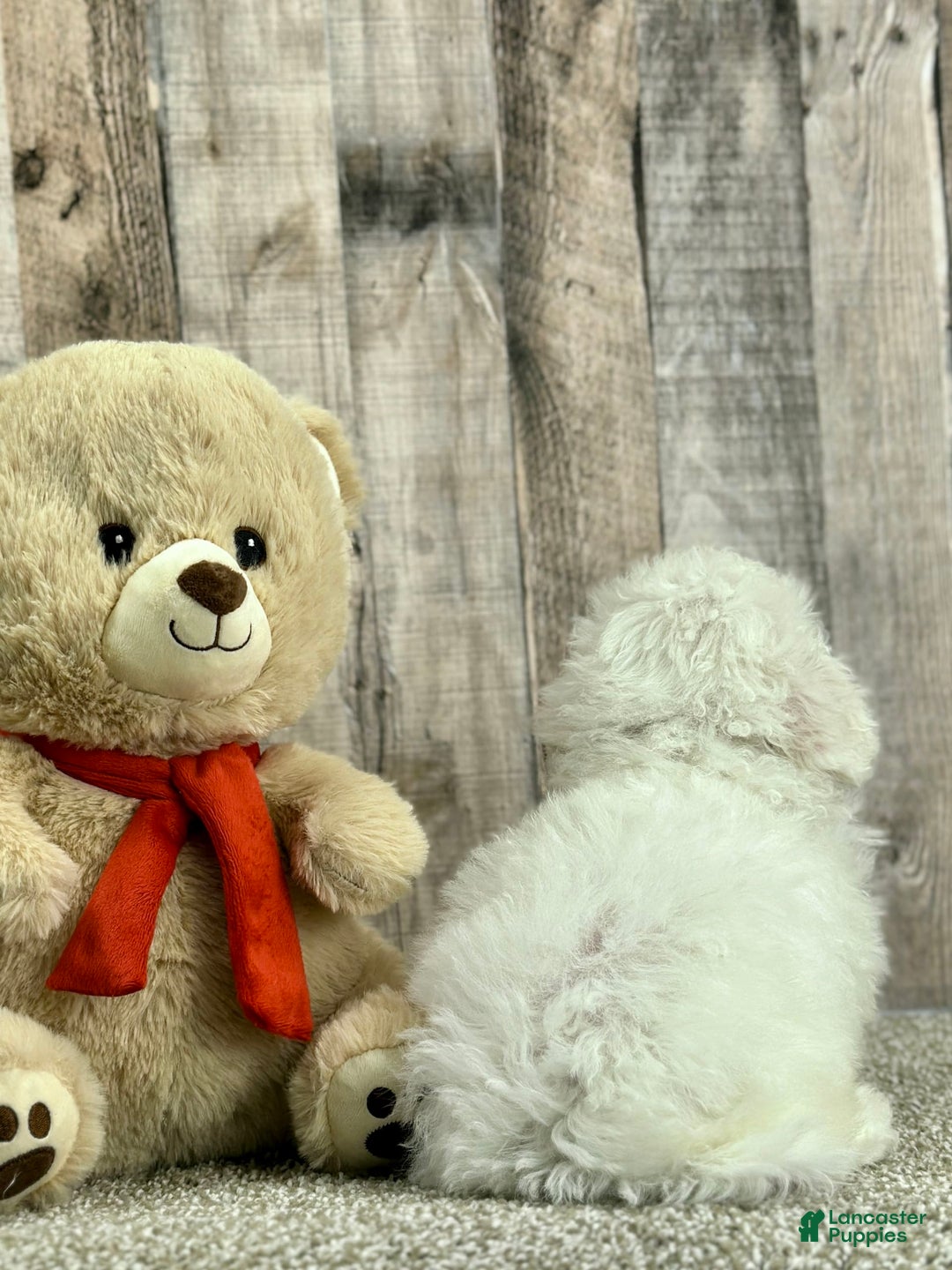 Bichon Frise dogs for sale: Boba - Image 1