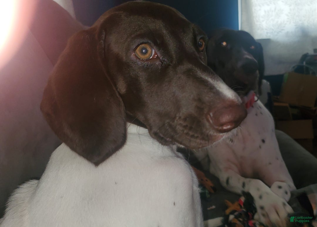 German Shorthaired Pointer dogs for sale: Girl 6 - Image 5