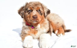 Miniature Australian Shepherd dogs for sale: Izzy - Image 5