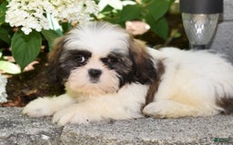 Shih Tzu dogs for sale: Denver - Image 6