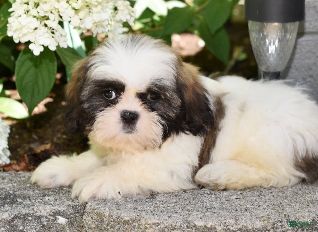 Shih Tzu dogs for sale: Denver - Image 6