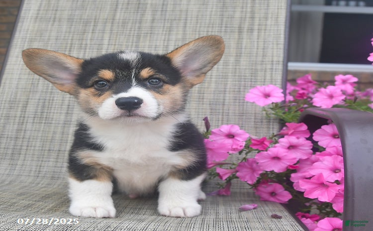 Welsh Corgi Pembroke dogs for sale - Ad 5