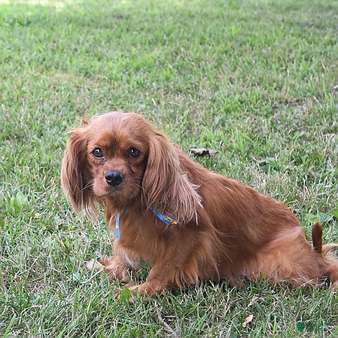 Cavalier King Charles Spaniel dogs for sale: Zander Blake - Image 14